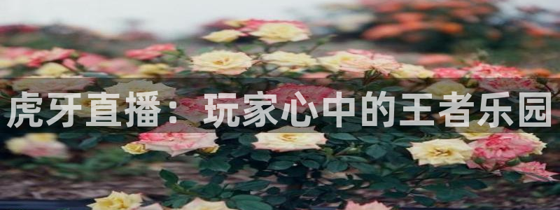 火凤体育免费直播在线观看：虎牙直播：玩家心中的王者乐园